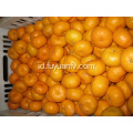 Mandarin Manis Segar